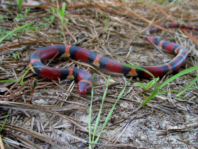 Scarlet Kingsnake (Lampropeltis triangulum elapsoides)