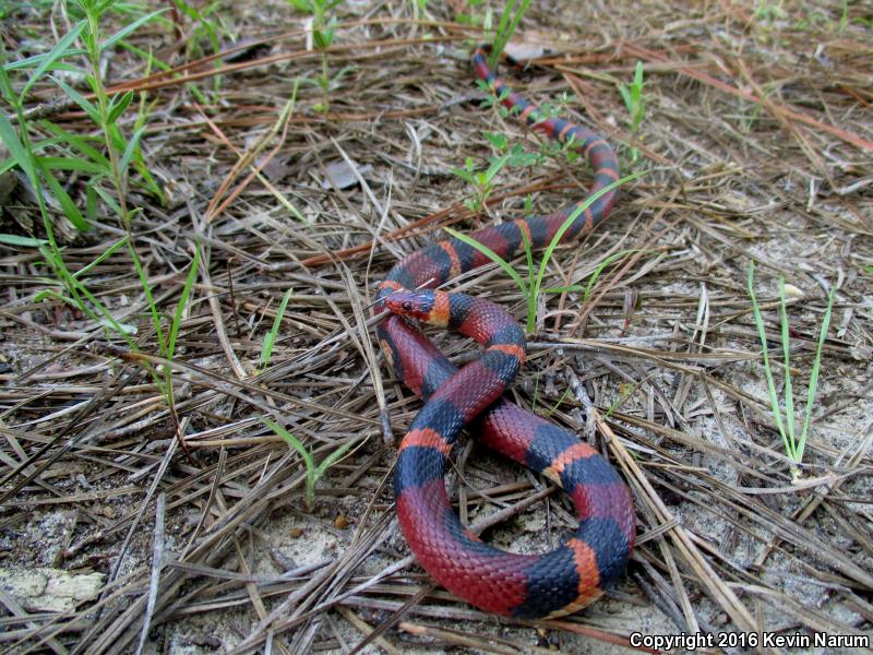 Scarlet Kingsnake (Lampropeltis triangulum elapsoides)