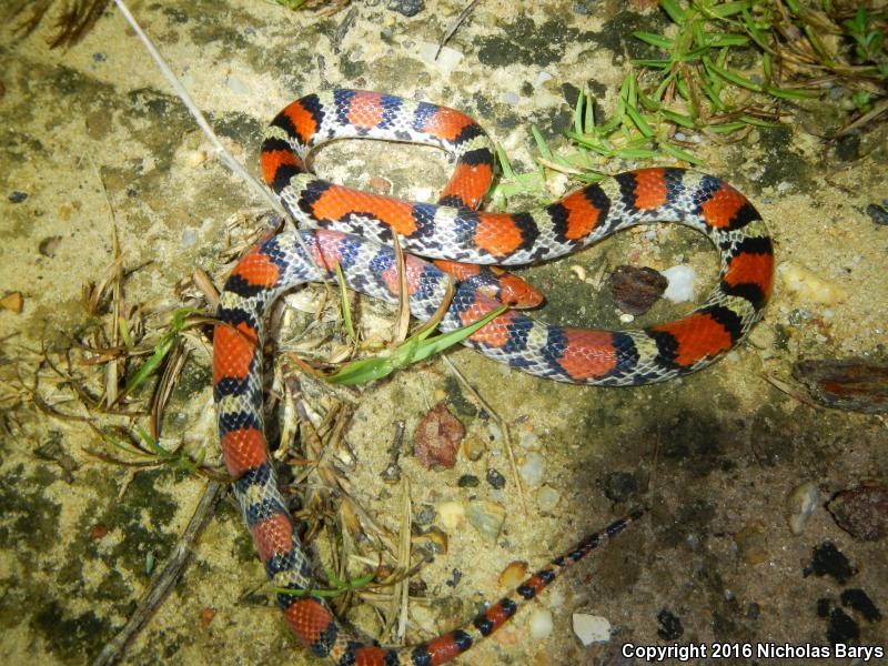 Northern  Scarletsnake (Cemophora coccinea copei)