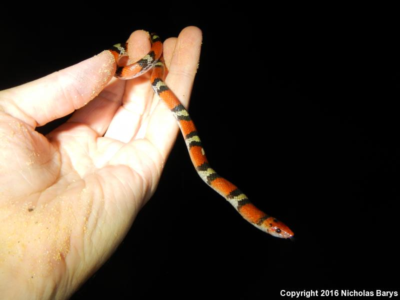 Northern  Scarletsnake (Cemophora coccinea copei)