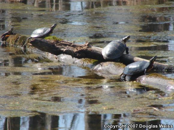 Eastern Painted Turtle (Chrysemys picta picta)