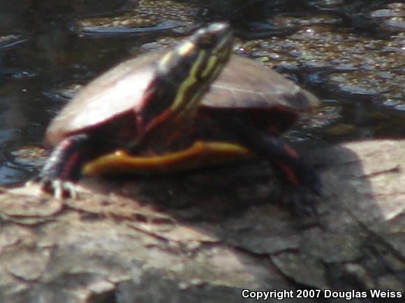 Eastern Painted Turtle (Chrysemys picta picta)