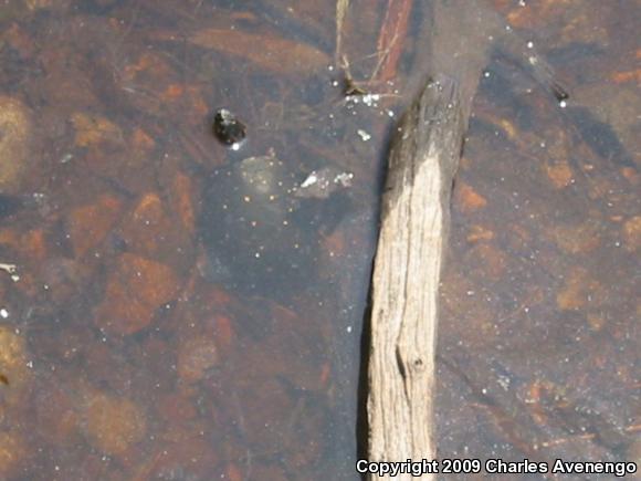 Spotted Turtle (Clemmys guttata)