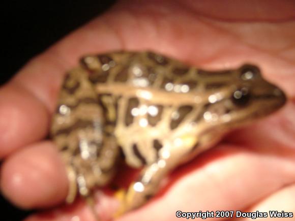 Pickerel Frog (Lithobates palustris)