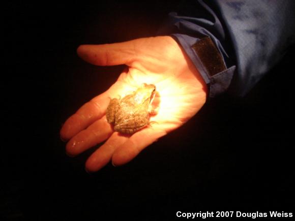 Wood Frog (Lithobates sylvaticus)