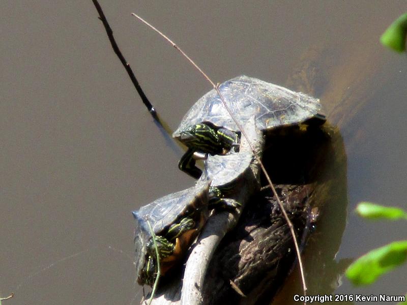 Ringed Map Turtle (Graptemys oculifera)