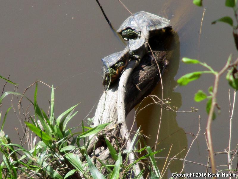 Ringed Map Turtle (Graptemys oculifera)