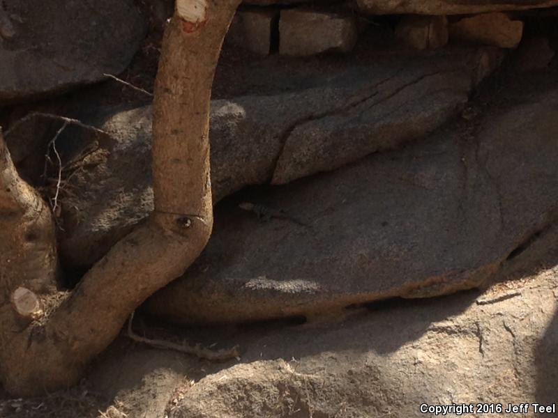 Short-nosed Rock Lizard (Petrosaurus repens)