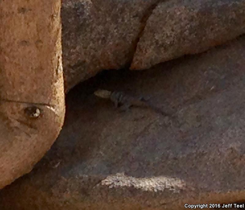 Short-nosed Rock Lizard (Petrosaurus repens)