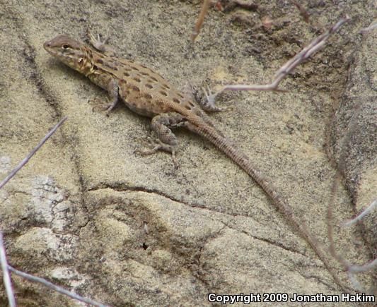 Western Side-blotched Lizard (Uta stansburiana elegans)