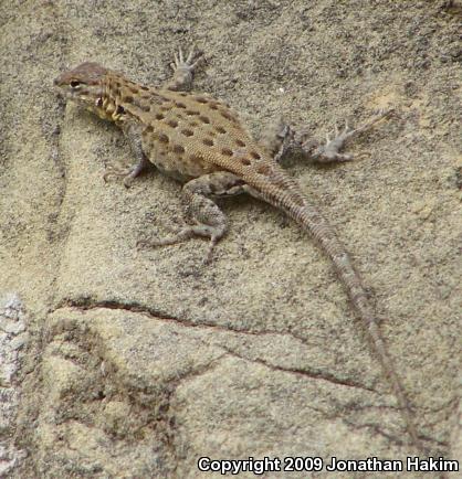 Western Side-blotched Lizard (Uta stansburiana elegans)