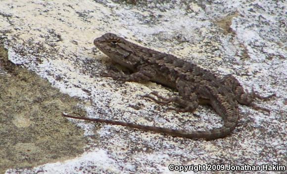 Coast Range Fence Lizard (Sceloporus occidentalis bocourtii)