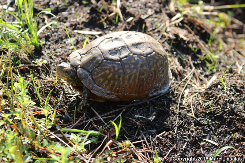 Florida Box Turtle (Terrapene carolina bauri)