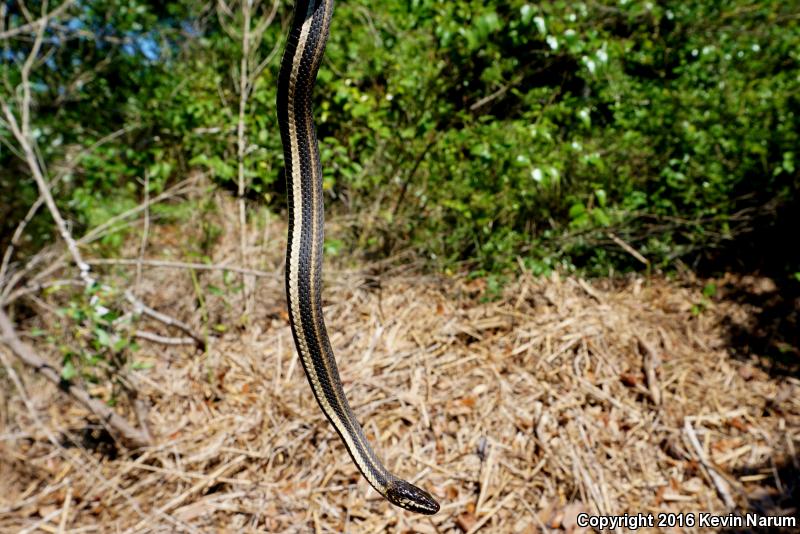 Gulf Saltmarsh Snake (Nerodia clarkii clarkii)