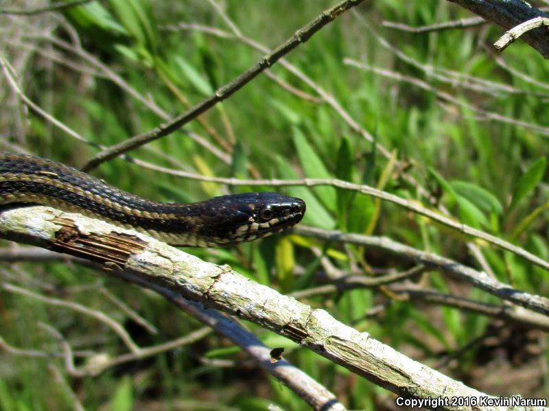 Gulf Saltmarsh Snake (Nerodia clarkii clarkii)