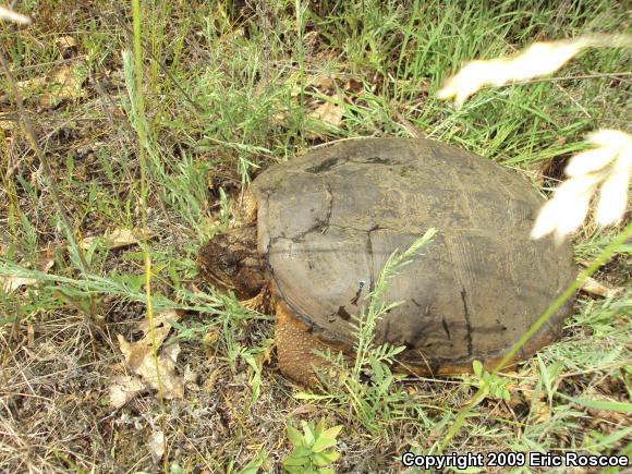 Eastern Snapping Turtle (Chelydra serpentina serpentina)