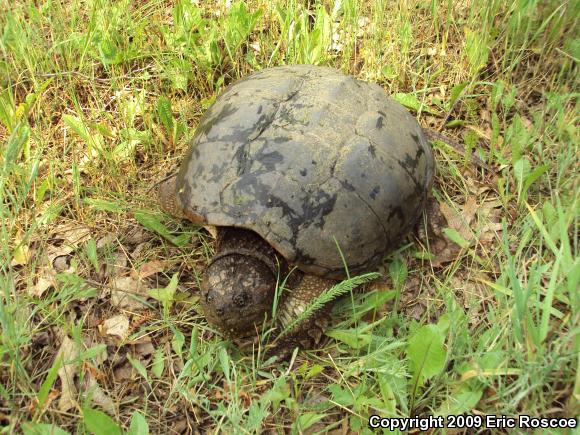 Eastern Snapping Turtle (Chelydra serpentina serpentina)