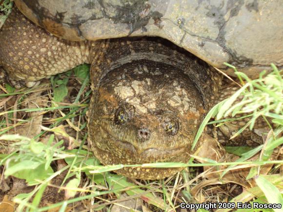 Eastern Snapping Turtle (Chelydra serpentina serpentina)