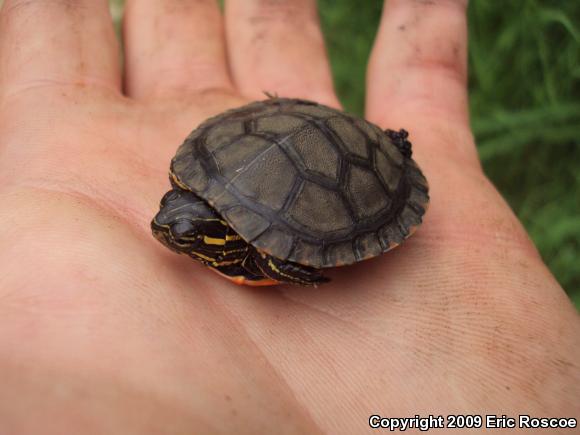 Western Painted Turtle (Chrysemys picta bellii)