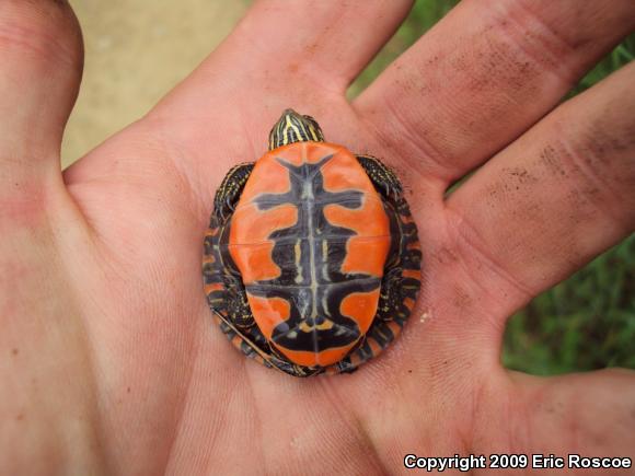 Western Painted Turtle (Chrysemys picta bellii)