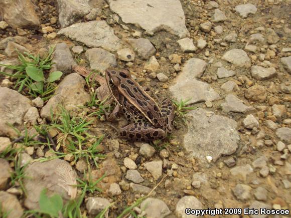 Northern Leopard Frog (Lithobates pipiens)