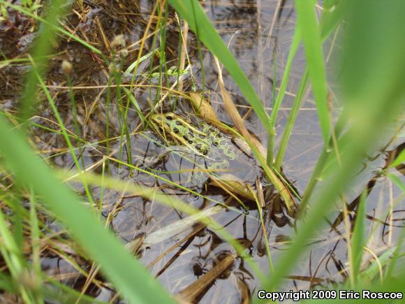 Northern Leopard Frog (Lithobates pipiens)