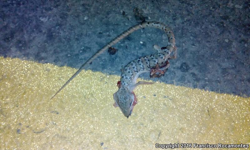 Texas Alligator Lizard (Gerrhonotus infernalis)