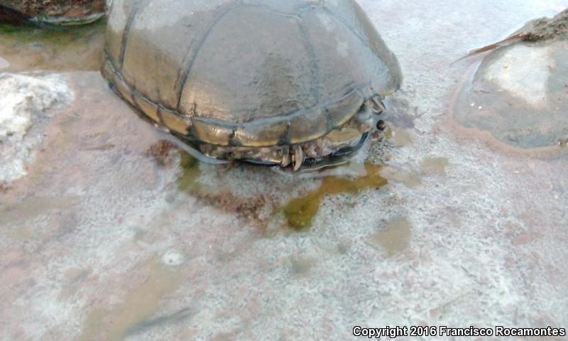 Yellow Mud Turtle (Kinosternon flavescens)