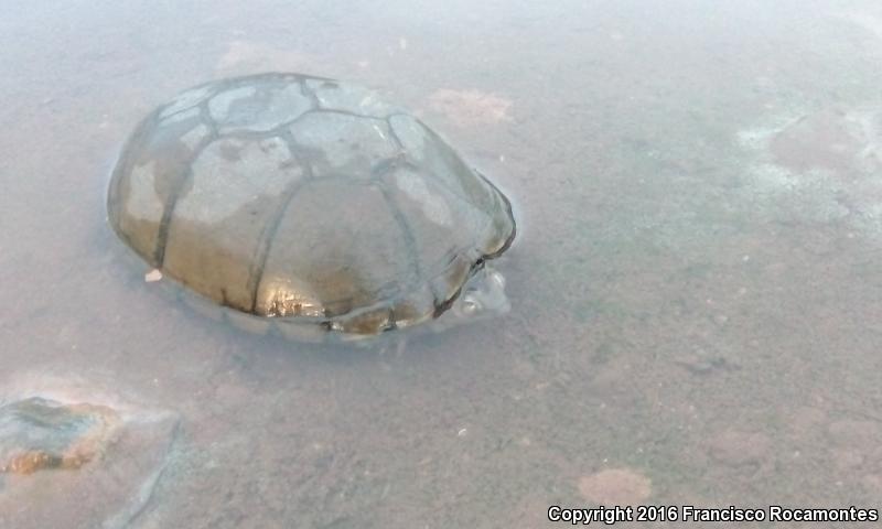 Yellow Mud Turtle (Kinosternon flavescens)