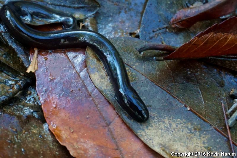 Three-toed Amphiuma (Amphiuma tridactylum)