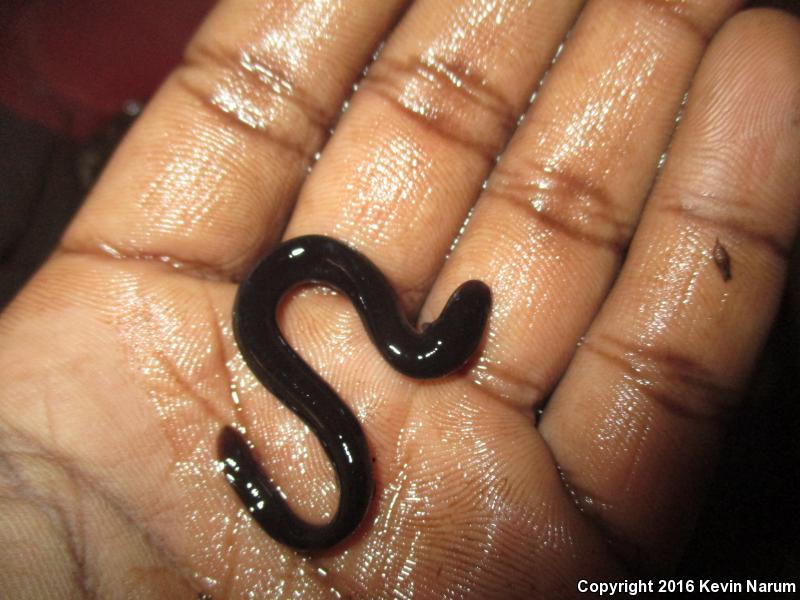 Three-toed Amphiuma (Amphiuma tridactylum)