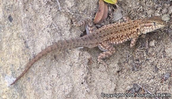 Western Side-blotched Lizard (Uta stansburiana elegans)