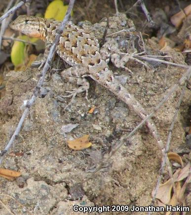 Western Side-blotched Lizard (Uta stansburiana elegans)