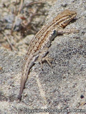 Western Side-blotched Lizard (Uta stansburiana elegans)