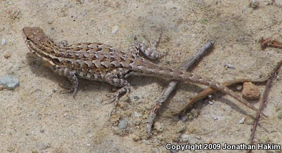 Western Side-blotched Lizard (Uta stansburiana elegans)