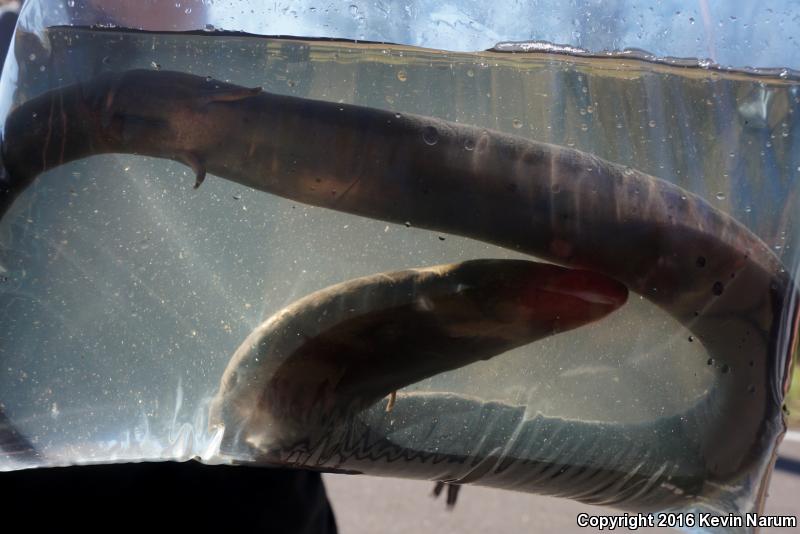 Two-toed Amphiuma (Amphiuma means)