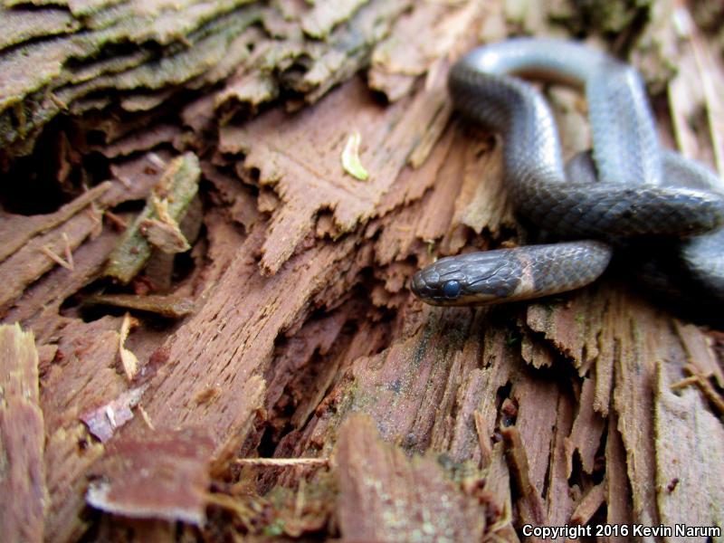 Mississippi Ring-necked Snake (Diadophis punctatus stictogenys)