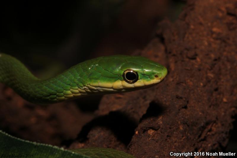 Florida Rough Greensnake (Opheodrys aestivus carinatus)