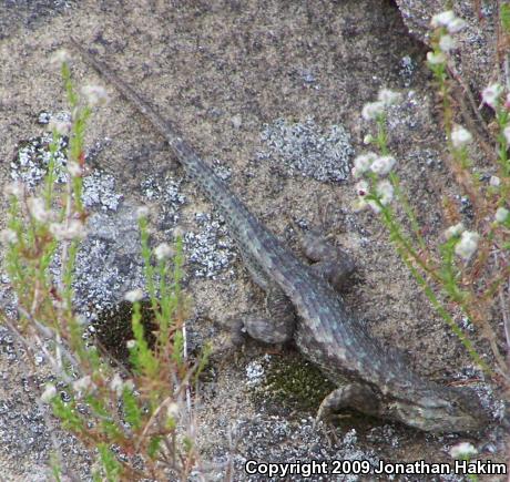 Coast Range Fence Lizard (Sceloporus occidentalis bocourtii)