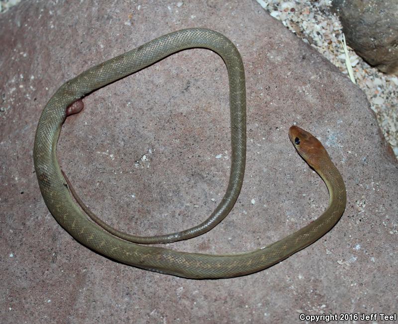 Baja California Rat Snake (Bogertophis rosaliae)