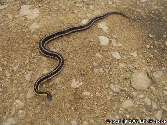 Eastern Gartersnake (Thamnophis sirtalis sirtalis)