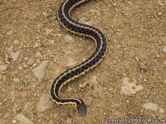 Eastern Gartersnake (Thamnophis sirtalis sirtalis)