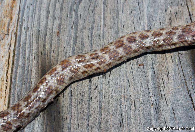 Baja California Night Snake (Eridiphas slevini)