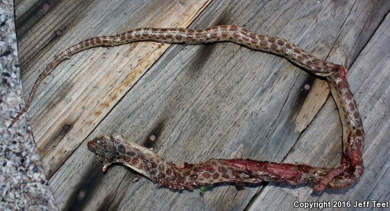 Baja California Night Snake (Eridiphas slevini)