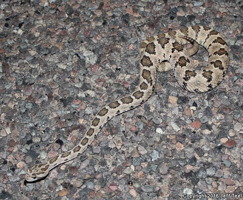 Lower California Rattlesnake (Crotalus enyo enyo)