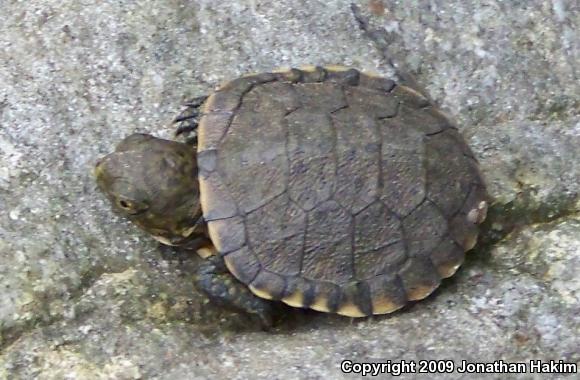 Southwestern Pond Turtle (Actinemys marmorata pallida)