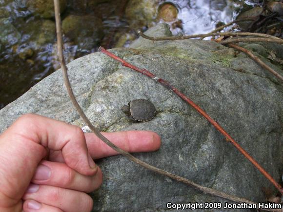 Southwestern Pond Turtle (Actinemys marmorata pallida)