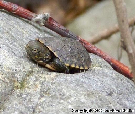 Southwestern Pond Turtle (Actinemys marmorata pallida)