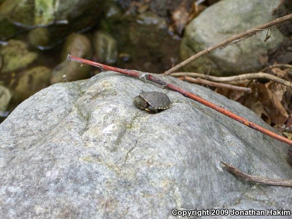 Southwestern Pond Turtle (Actinemys marmorata pallida)