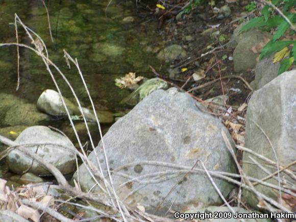 Southwestern Pond Turtle (Actinemys marmorata pallida)